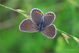 <p>MODRÁSEK PODOBNÝ- samička (Plebejus argyrognomon) jižní Morava ---- /Reverdin's blue b utterfly - Kronwicken-Bläuling/</p>